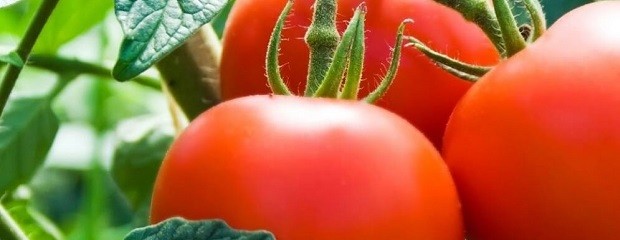 ¿Los fitosanitarios cambian el sabor del tomate?