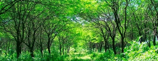 Un premio de 82 mill/dol para Argentina por cuidar bosques