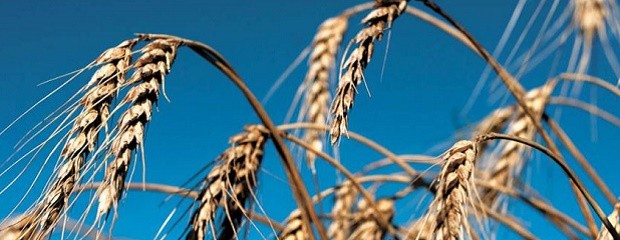 Son alentadoras las perspectivas de rendimiento en trigo