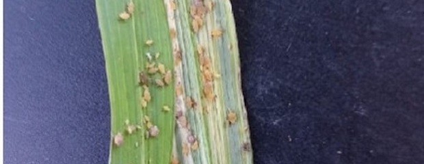 Presencia de pulgón en plantas de sorgo de alepo