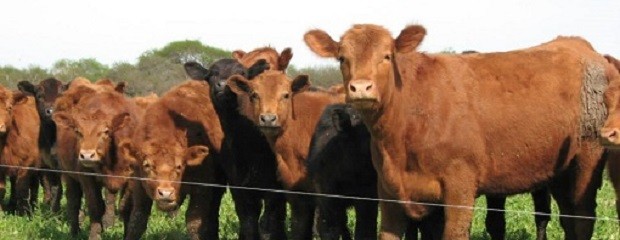 ¿Qué está pasando en los mercados de carne bovina?