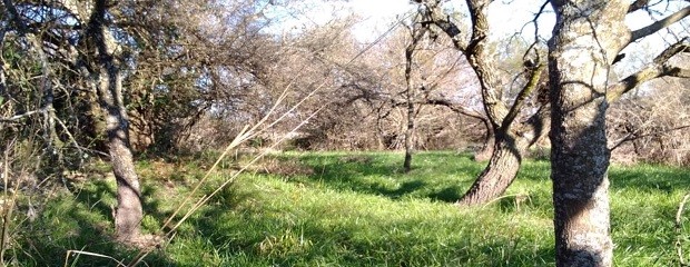 Trabajan en el ordenamiento territorial de bosques nativos