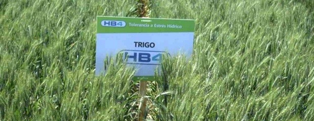 Brasil aprobó el trigo HB4, tolerante a sequía