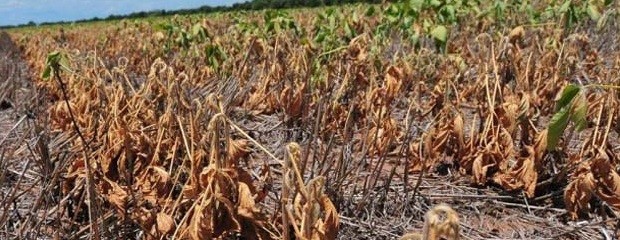 ¿Cuál es el impacto de la sequía en la cadena agrícola?