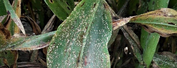 Sequía y pulgón amarillo impactan en el sorgo de Entre Ríos