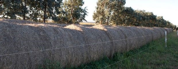 Certifican primera exportación de fardos de alfalfa a China