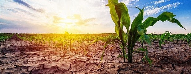 Declararán la emergencia agropecuaria en Santa Fe