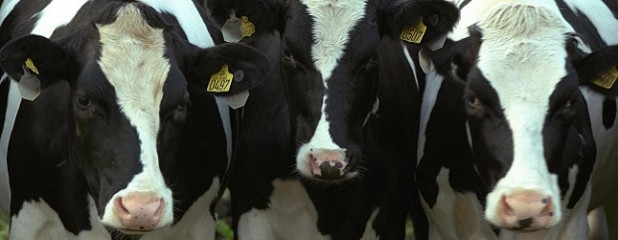 Cae la producción de leche en los primeros días de 2022