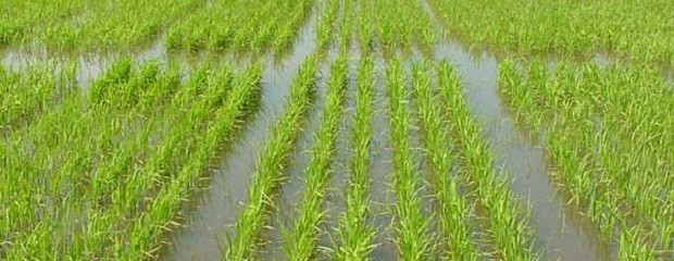 Arroz: Preocupa la falta de precipitaciones