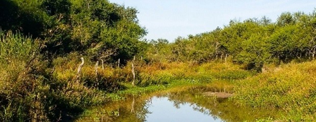 Intensifican acciones para el cuidado del bosque nativo