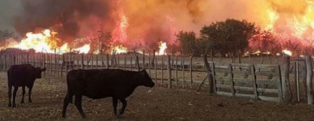 Incendios : estiman pérdidas por $ 67.317 millones