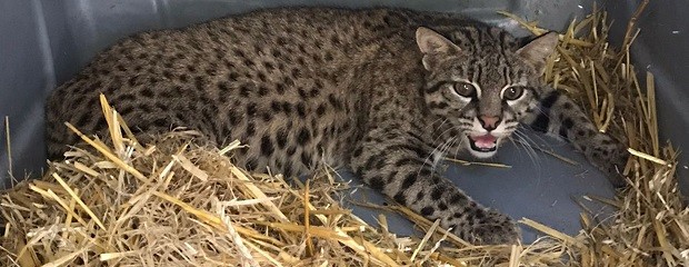 Entre Ríos trabaja en la reintroducción de fauna nativa