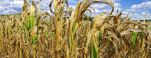 Nación declara la emergencia agropecuaria en Entre Ríos