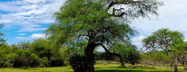 Declararán área protegida a la Selva del Montiel