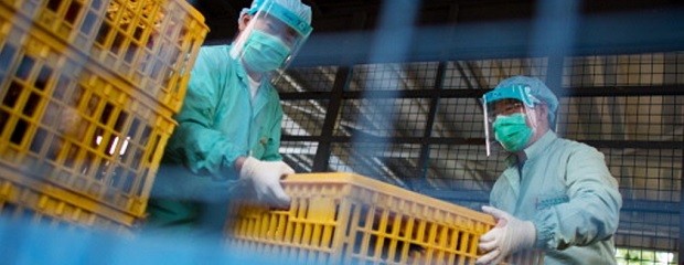 China detectó primer caso de gripe aviar H3N8 en un humano