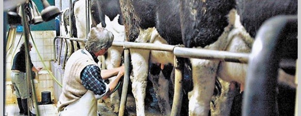 El tambero argentino recibe el precio más bajo del mundo