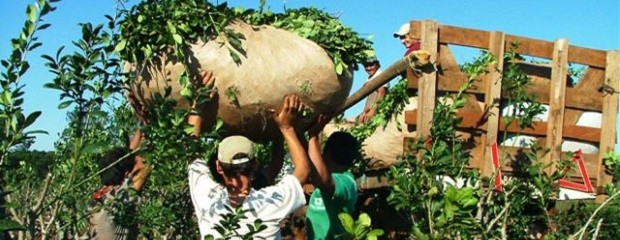 Fijan nuevos precios para la yerba mate