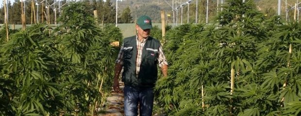 La gran cita de los expertos en cannabis sucederá en Rosario