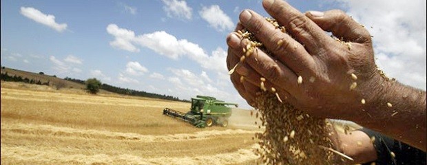 Crisis alimentaria: las cinco medidas que propone la FAO