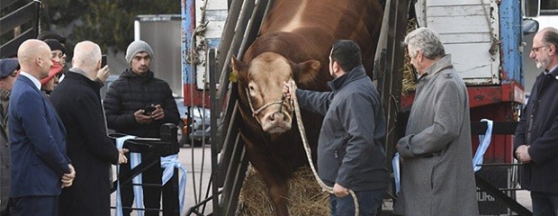 Nicanor fue el primer animal que ingreso a La Rural