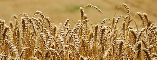 Productores deberán informar dos veces al año stock de grano