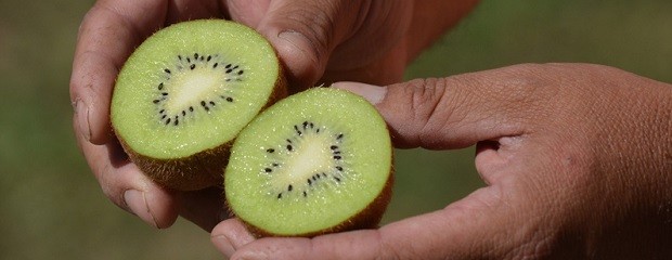 Entre Ríos: impulsan el cultivo de kiwi como fruta primicia