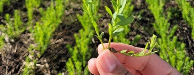 Lino: Adecuada densidad de plantas y buen desarrollo