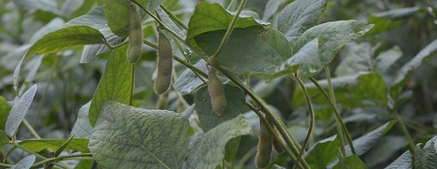 Cómo evolucionó el cultivo de soja en Entre Ríos y Santa Fe