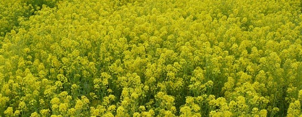 Colza y carinata: Estiman rindes entre 800 y 2.500 Kg/ha