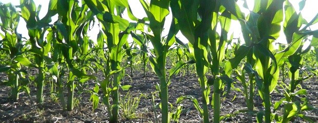 Caería el consumo de fertilizantes para maíz y trigo