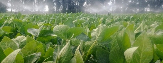 Presentan variedad de soja de alto potencial de rendimiento