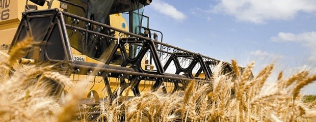 Trigo: Se registran rindes desde 800 a 6.000 kg/ha