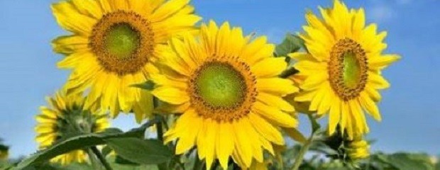 Ya está el ganador del Primer lote de girasol 