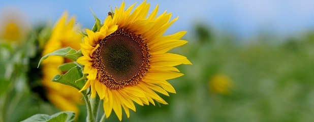 Altas temperaturas y escasas lluvias deterioran al girasol