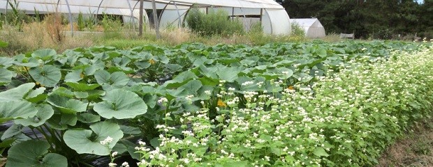 Cómo diseñar la huerta para evitar estrés por calor