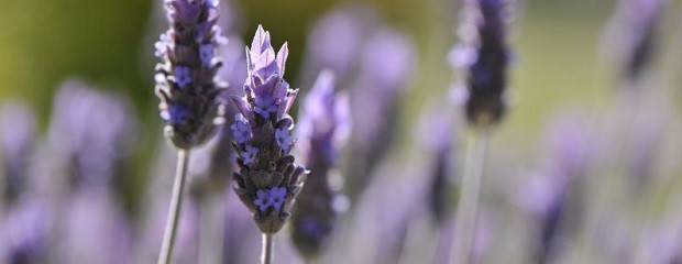  Plantas que presentan propiedades terapéuticas