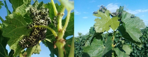 Alerta por el 7 de oro, se extiende a más zonas del país