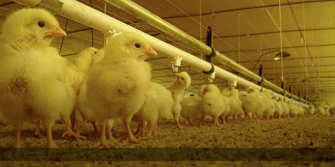 El Gobierno subsidiará a productores de pollos