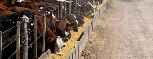 Subsidiarán 40% del alimento para terminaciones en feedlot