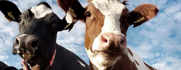 Brasil confirmó caso de vaca loca y suspendió exportaciones