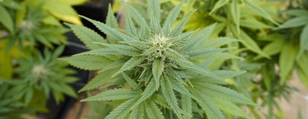 Cannabis marca país: de la Argentina al mundo