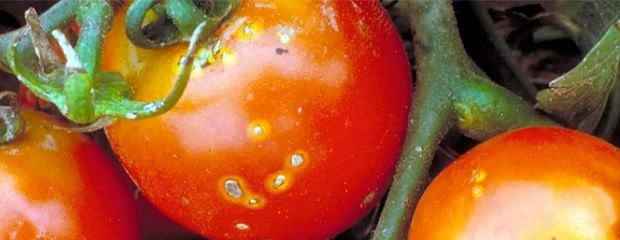 Cancro bacteriano en tomate: qué es y cómo detectarlo