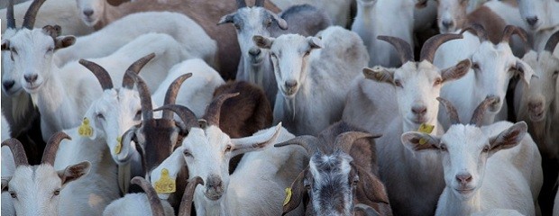 Desarrollan herramienta para mejorar el manejo caprino