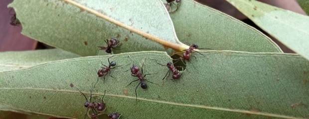 Estudian el manejo de hormigas en plantaciones forestales