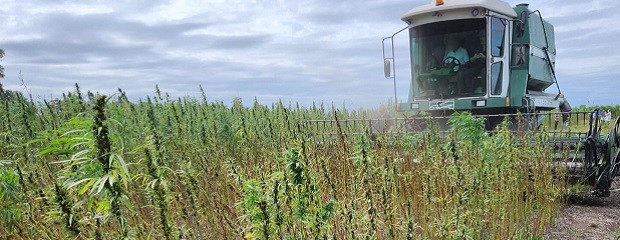  Argentina cosecha Cáñamo industrial después de 50 años