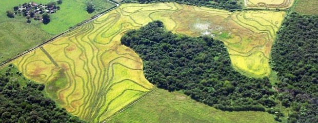 Los suelos almacenan el 2 % de la reserva mundial de carbono