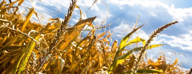  Entre Ríos: amplían alcances de la emergencia agropecuaria