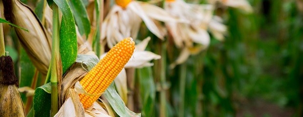 El maíz argentino tiene la menor huella de carbono del mundo