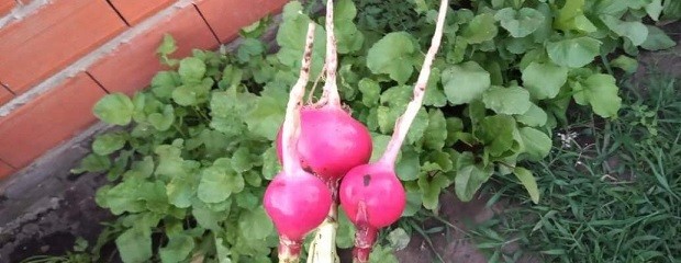 La huerta en invierno: ¿Qué sembrar en junio?