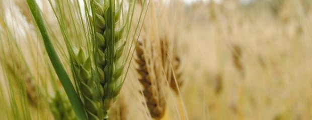 México abrió el mercado para la cebada en grano de Argentina